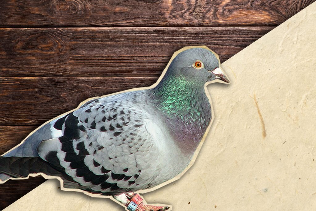 pigeon hunting is the most fun you can have with a shotgun