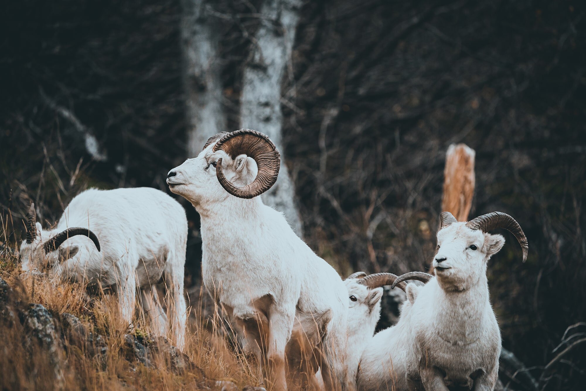 dall sheep