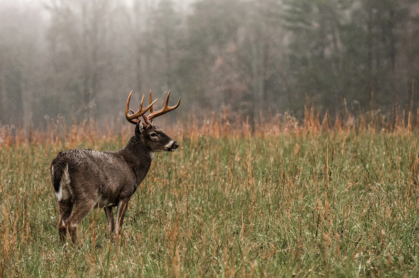 States Warn Hunters: Venison May Contain Forever Chemicals