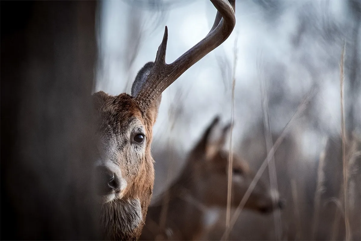 Learn About the Gestation Period for Whitetail Deer to Kill Bucks