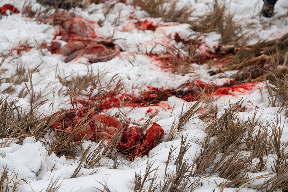 field dressing a deer