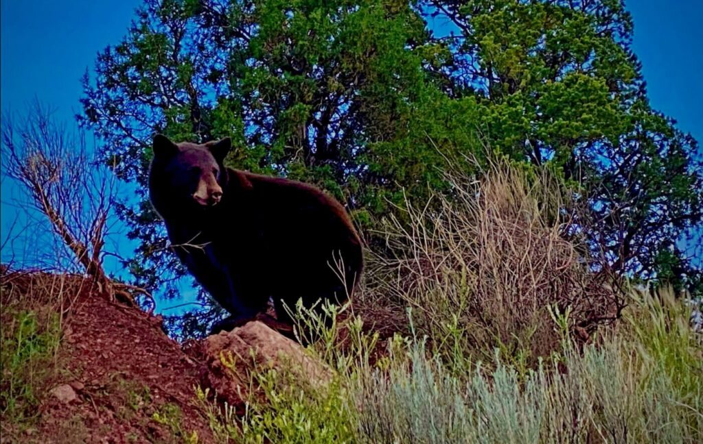 black bear