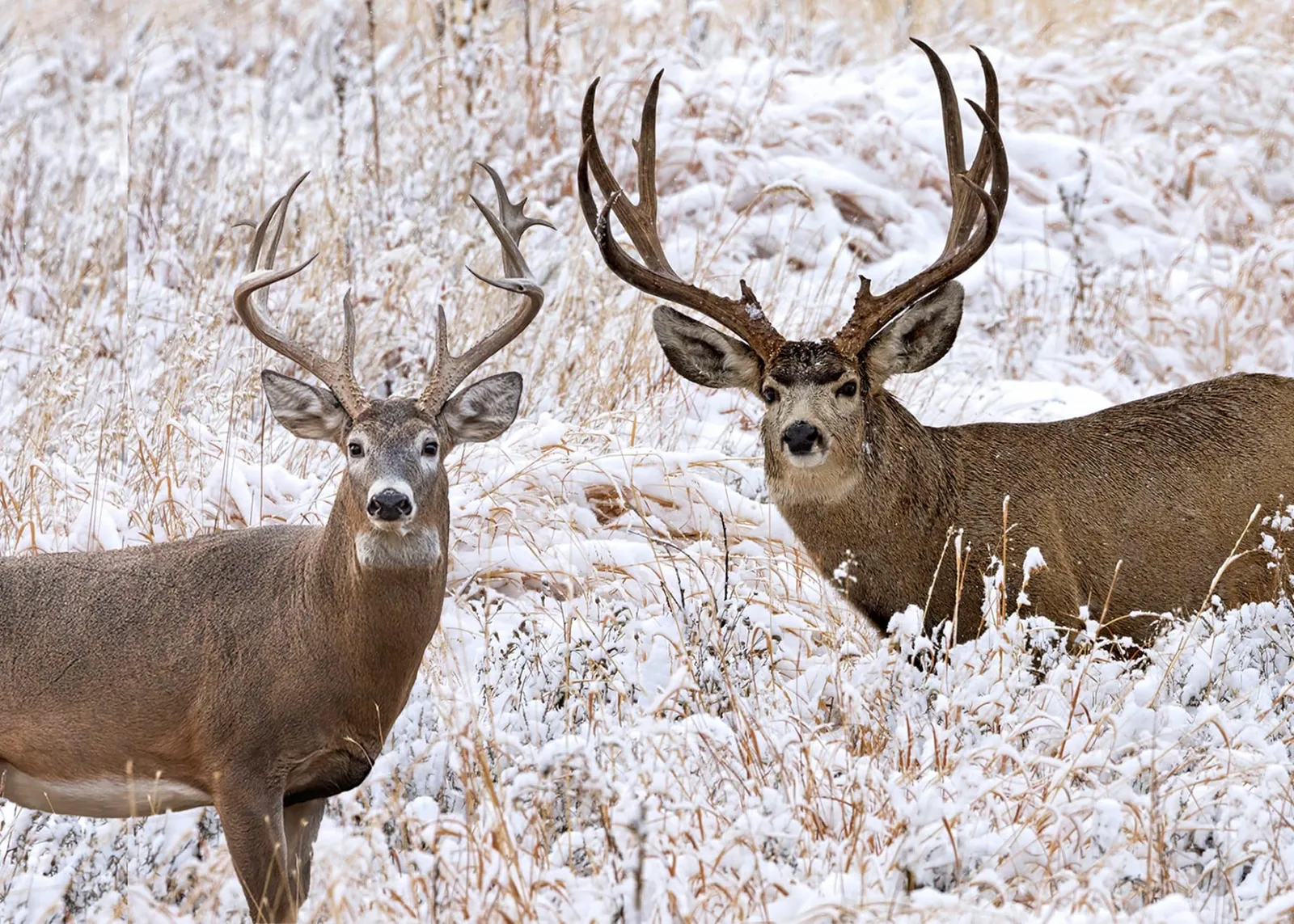 mule deer vs whitetail deer
