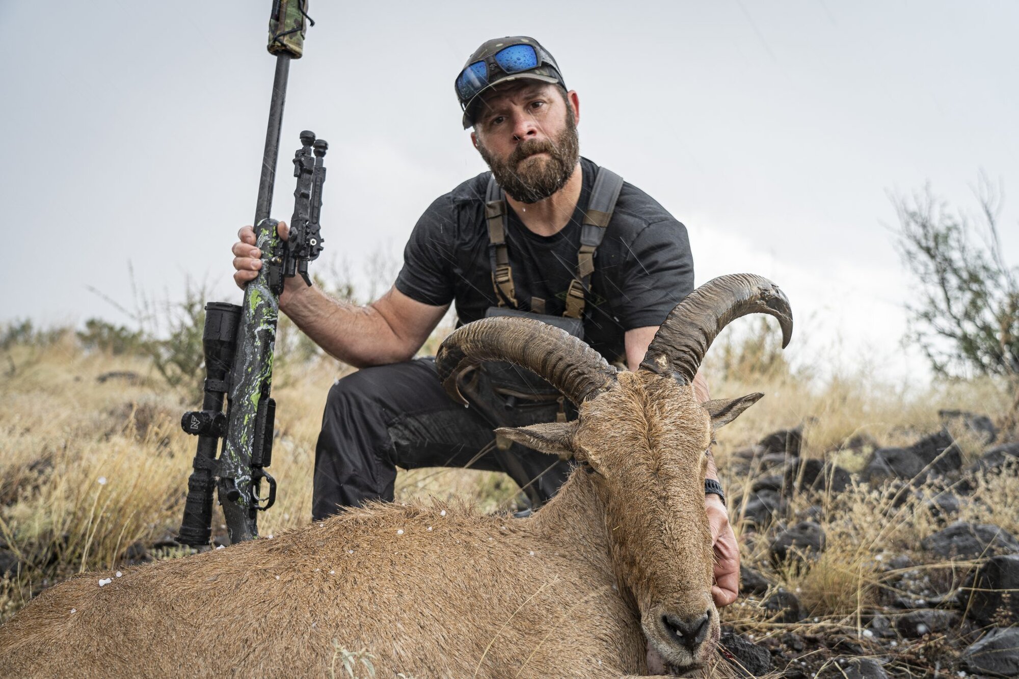 aoudad houin hunt