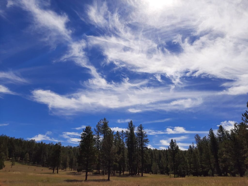 carson national forest