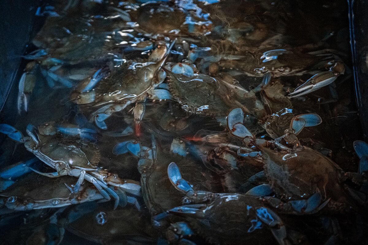 blue crab