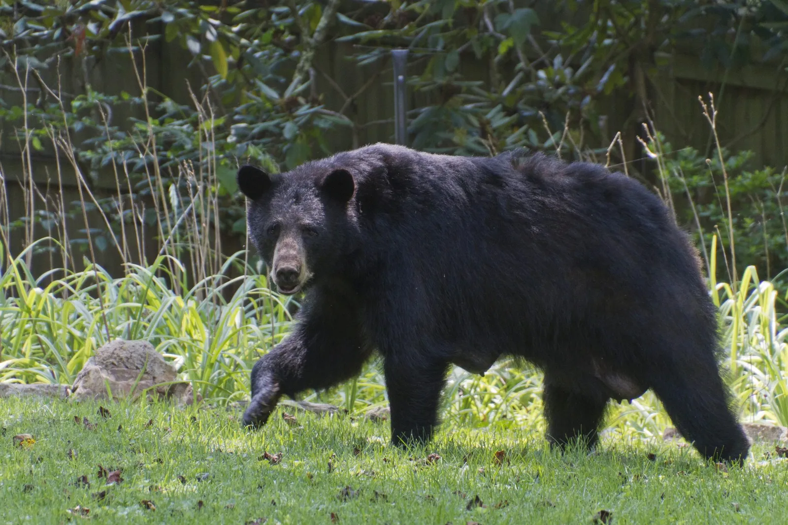 NJ Bear Hunting