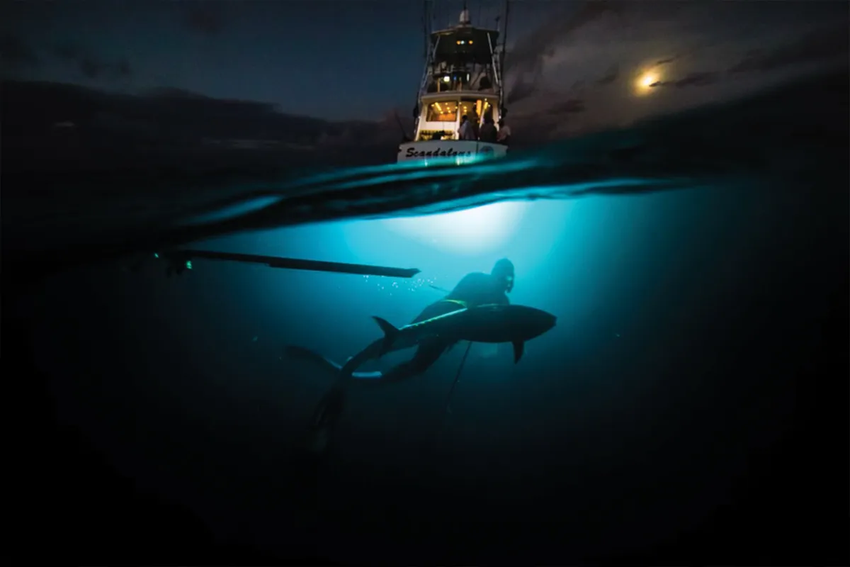 hunting at night