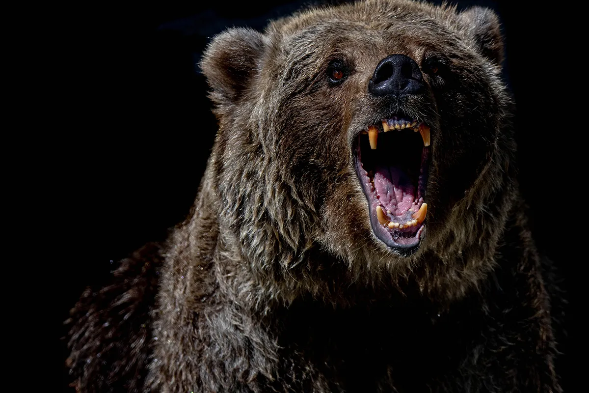 roaring brown bear