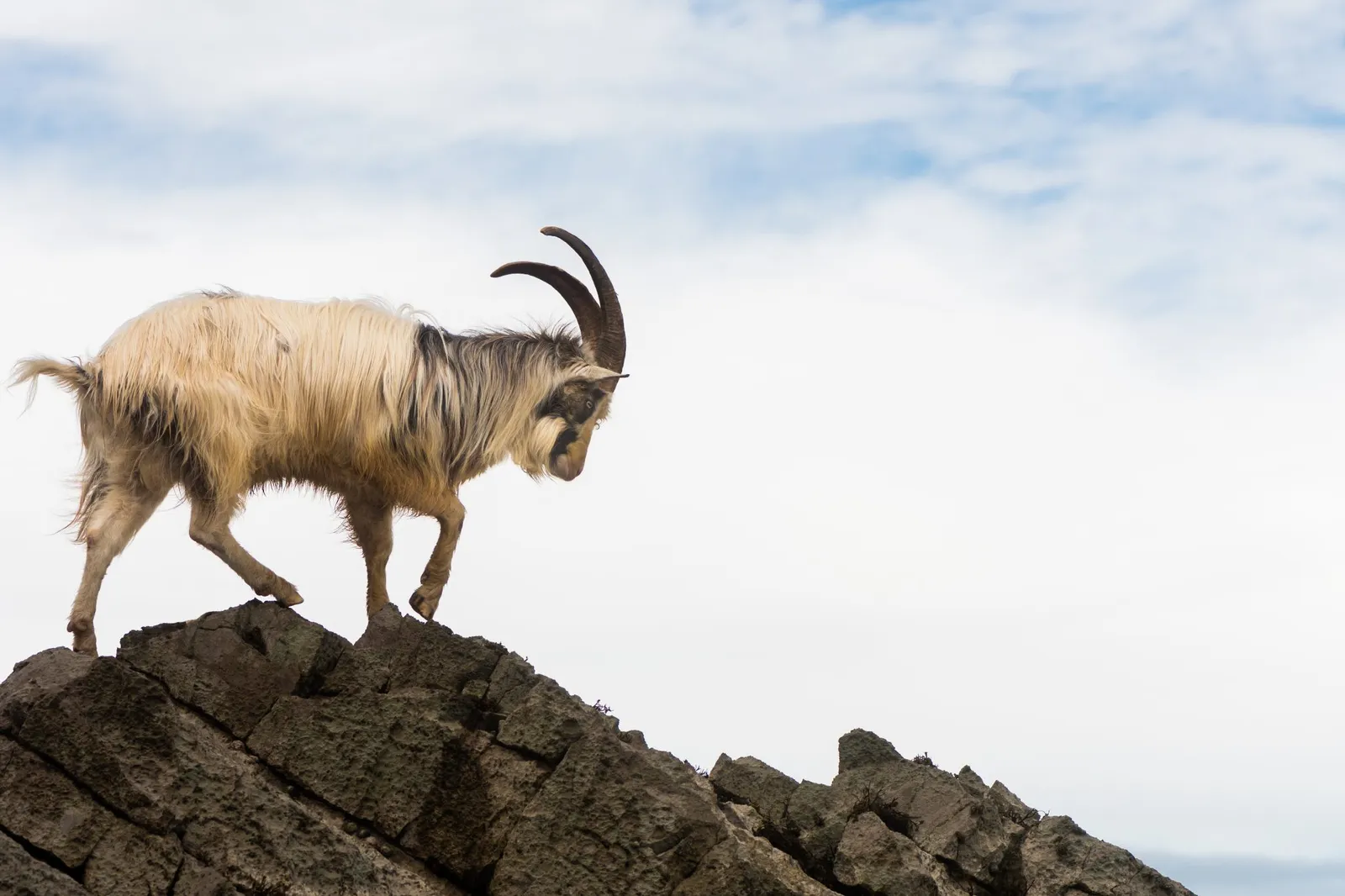 goat hunts
