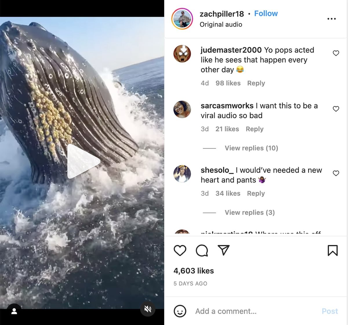 breaching whale