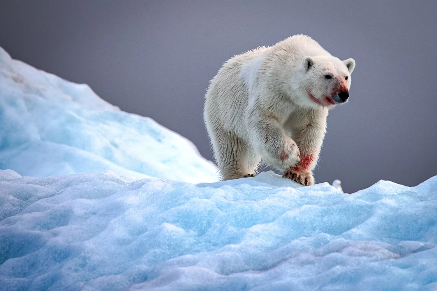 Polar Bear Attacks Remote Alaskan Village — Kills Woman, Toddler
