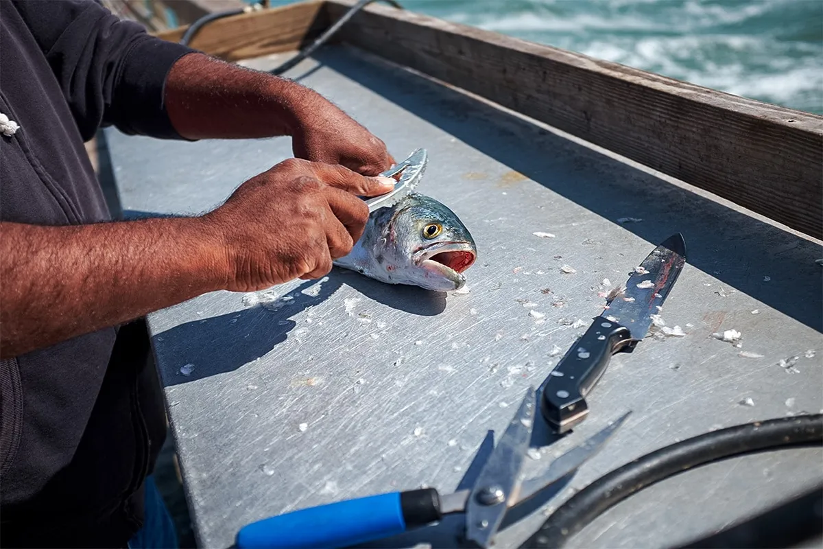 Cleaning fish