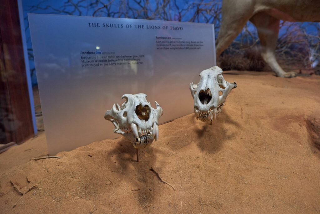 Lions Tsavo Field Museum free range american