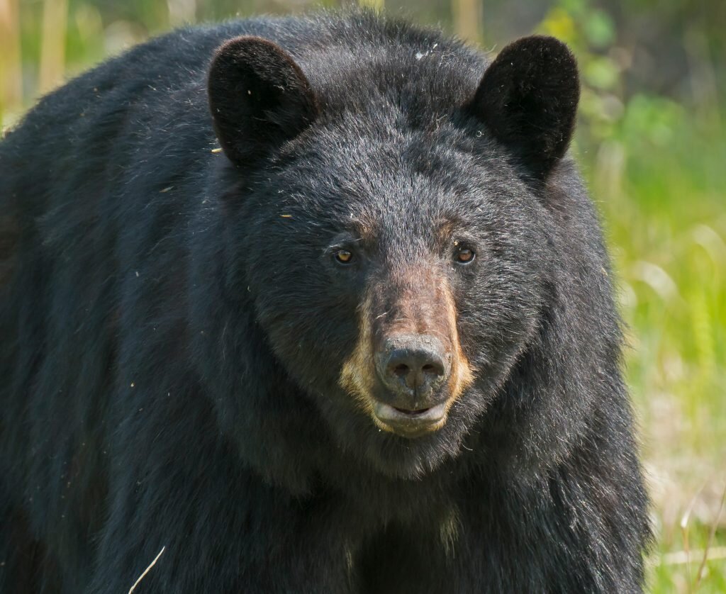 washington bear