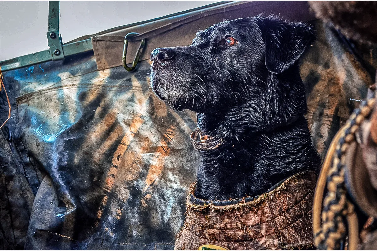 duck calls