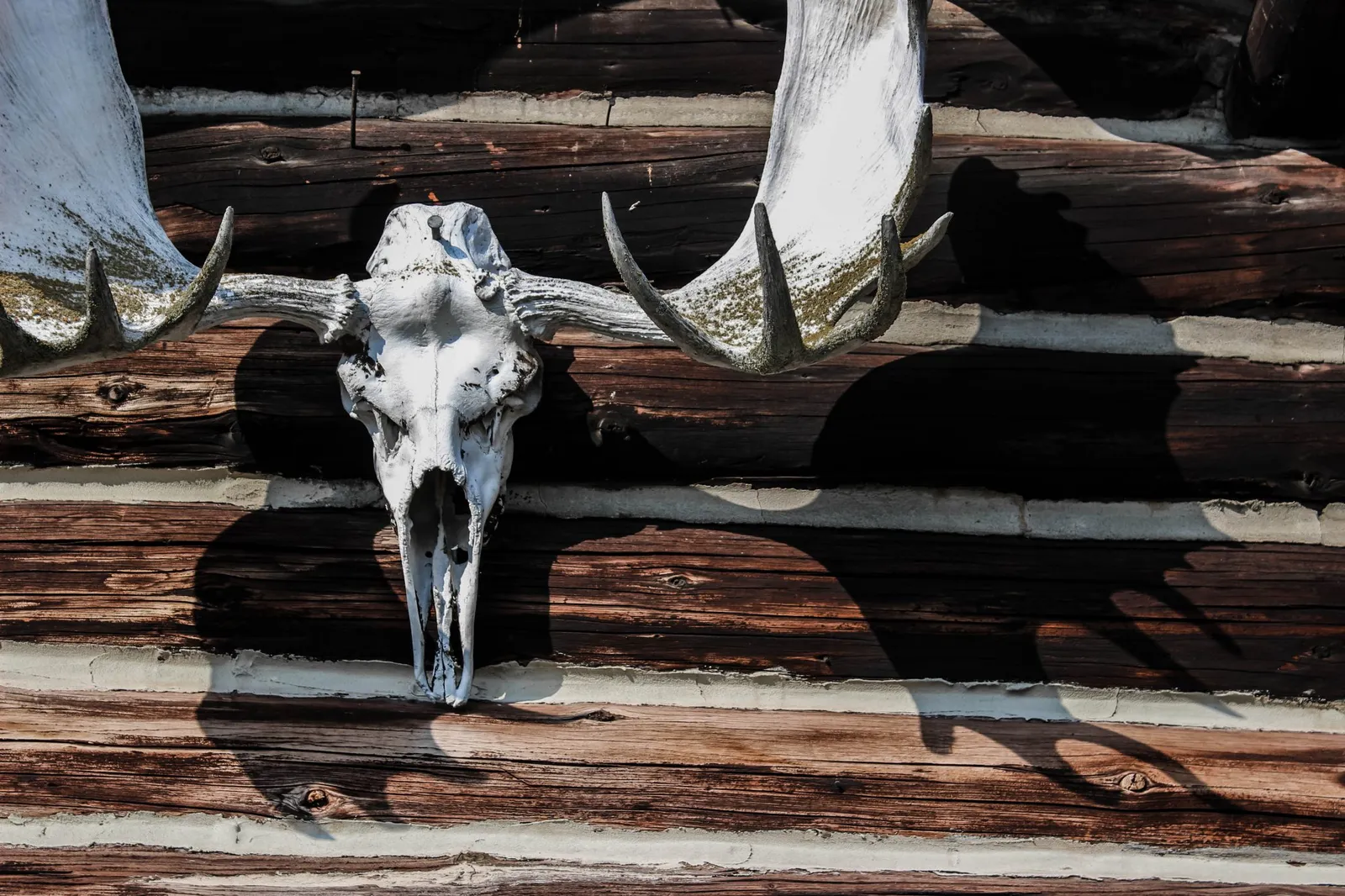 yukon moose hunt survival