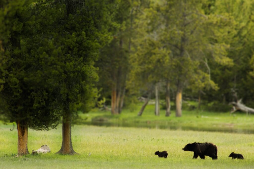 yellowstone grizzly