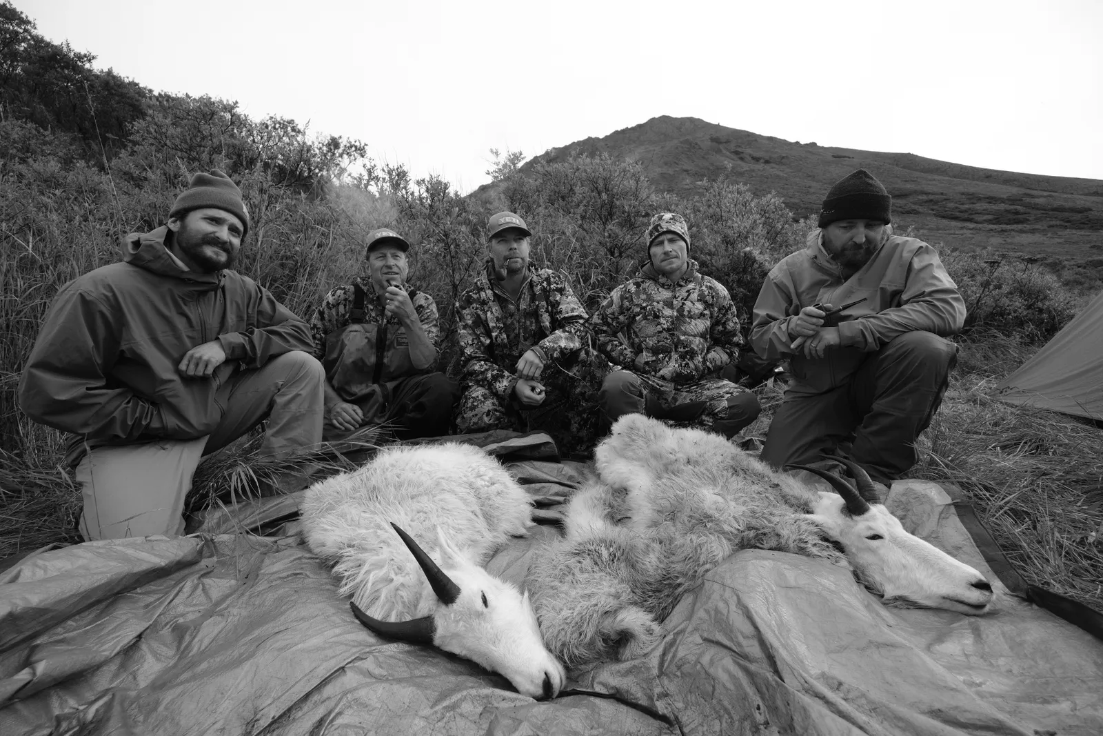 mountain goat backstrap, hunting, food, alaska, free range american