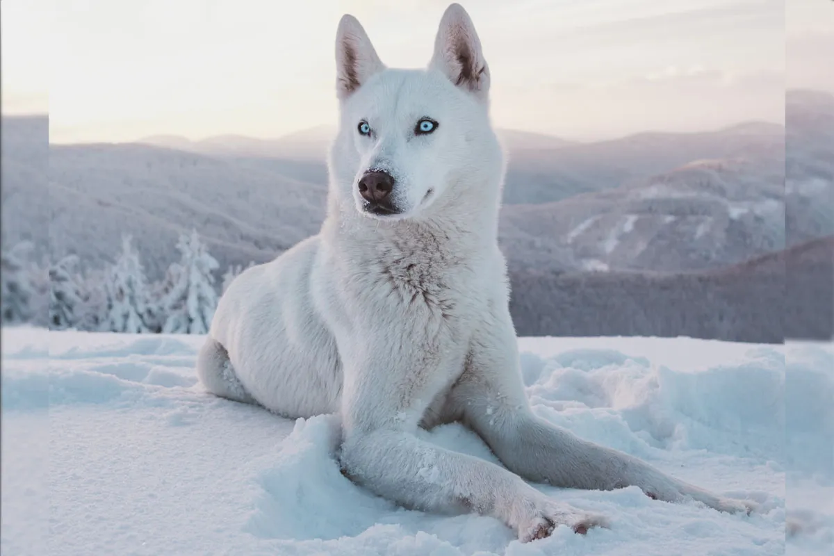 adventure dogs