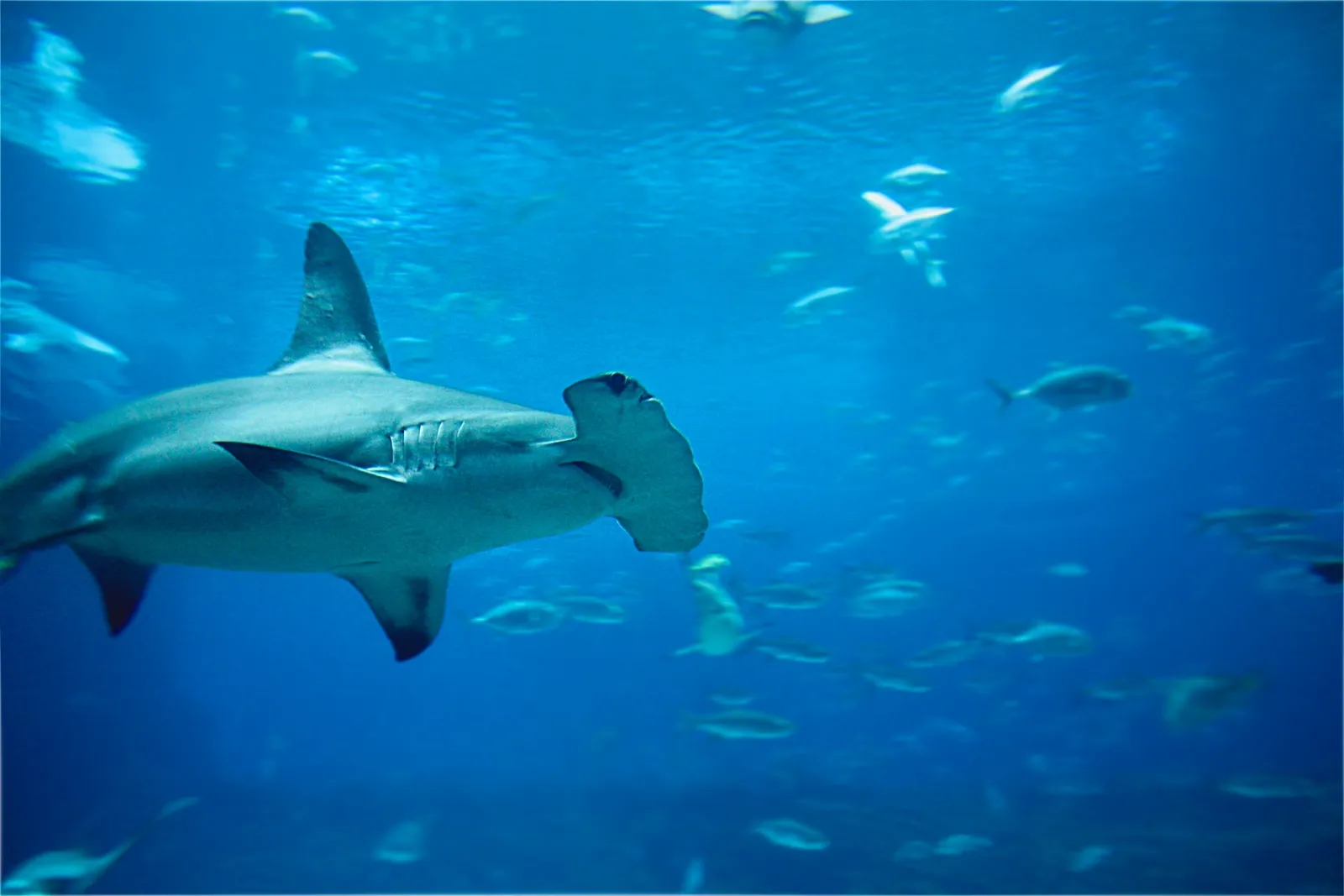 hammerhead shark