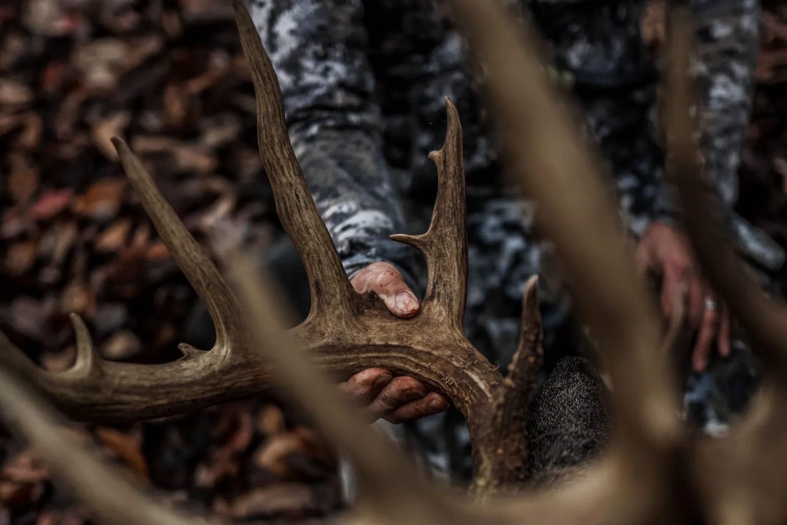 pennsylvania whitetail
