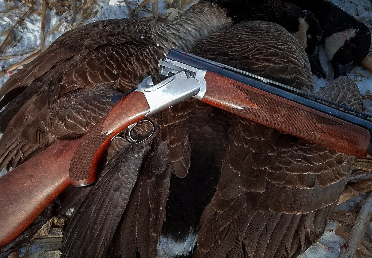 canada geese hunt