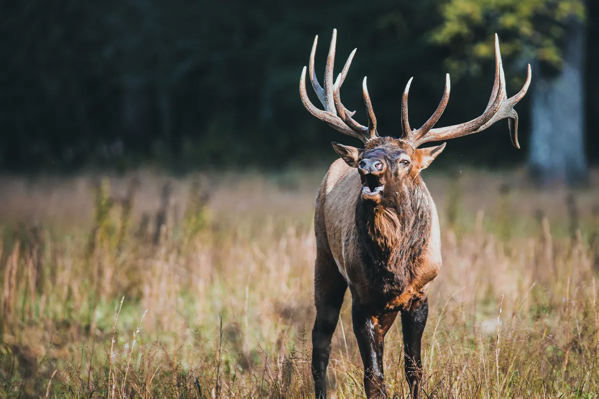 Bull Elk