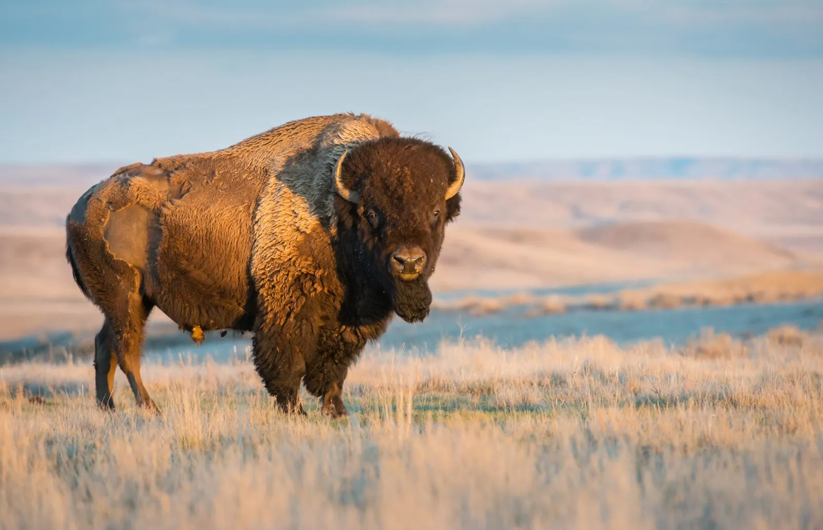 grand canyon bison herd