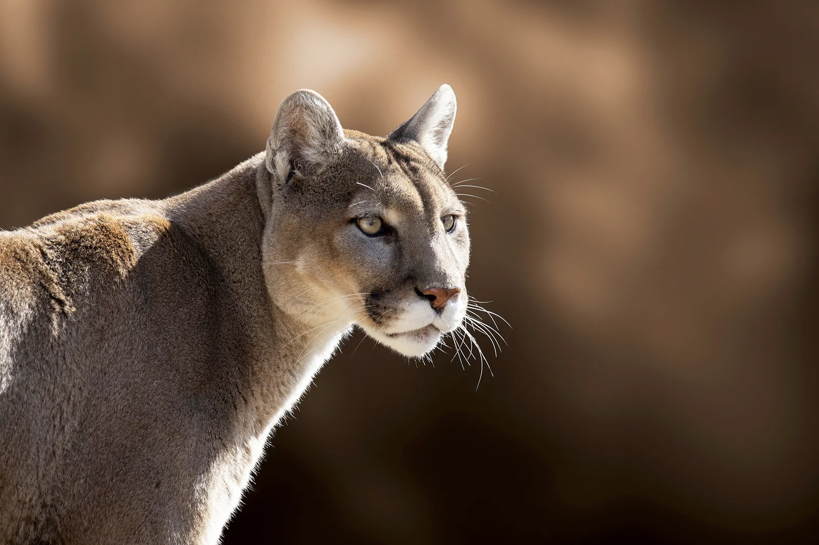 closeup portrait of a mountain lion