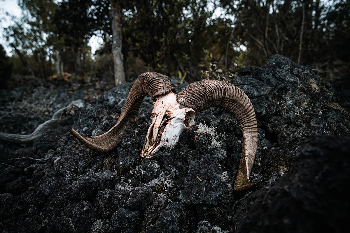 Hunting in Hawaii, Part 1: Bah Bah Black Sheep