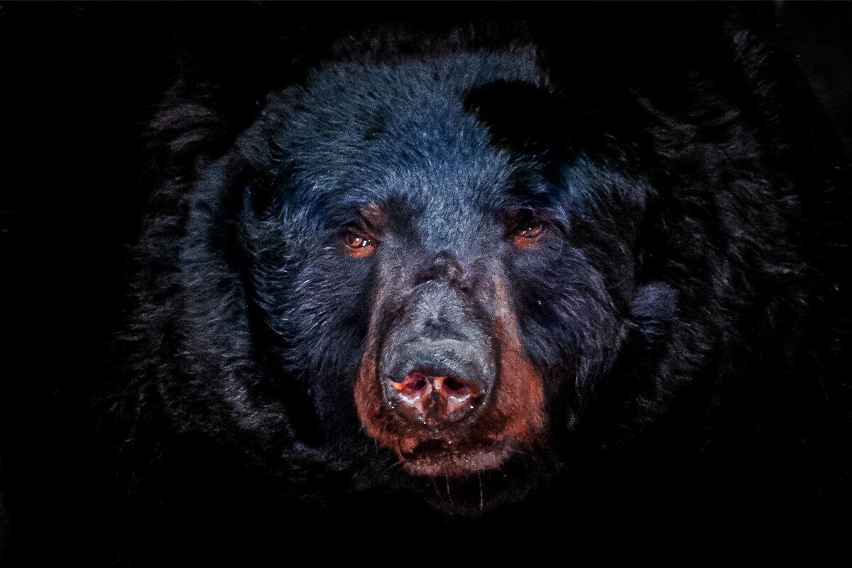 black bear
