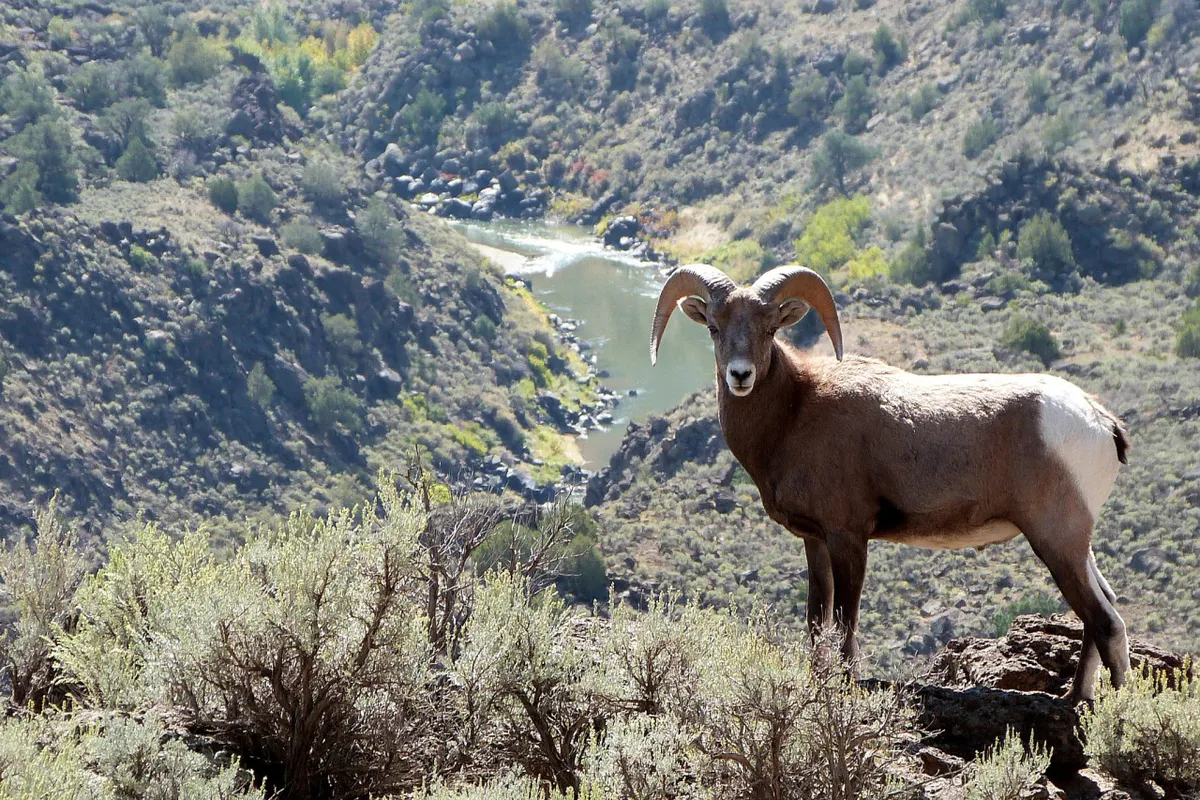 bighorn sheep