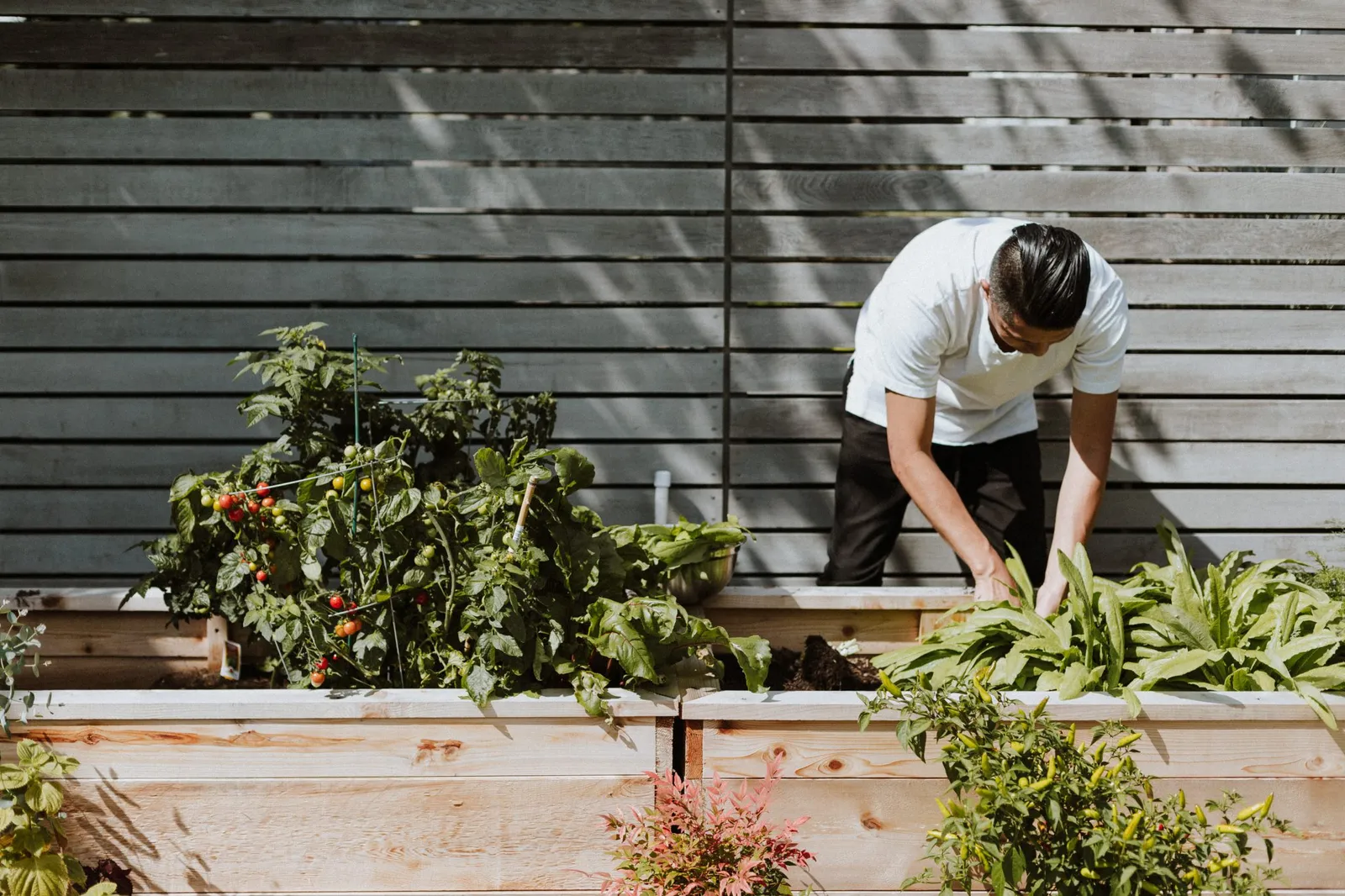 good gardening is about spacing plants and this gardener must have read our gardener's checklist vegetables