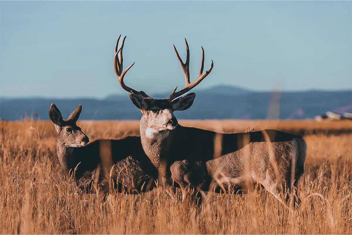 mule deer