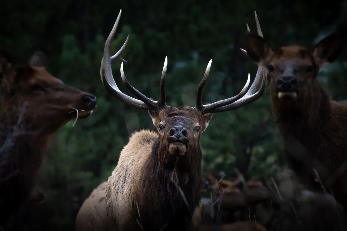 western hunting