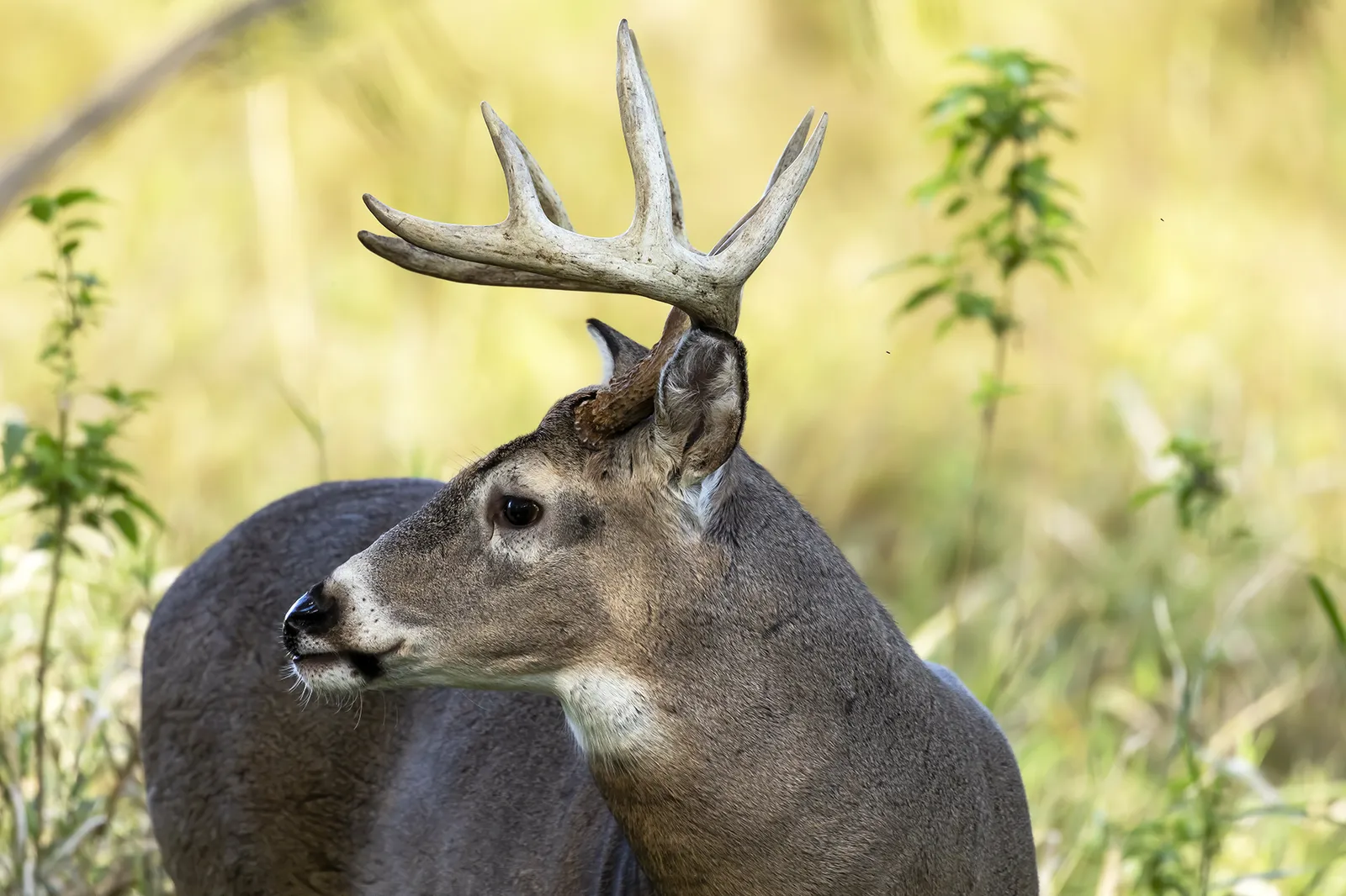whitetail buck in woods profile
