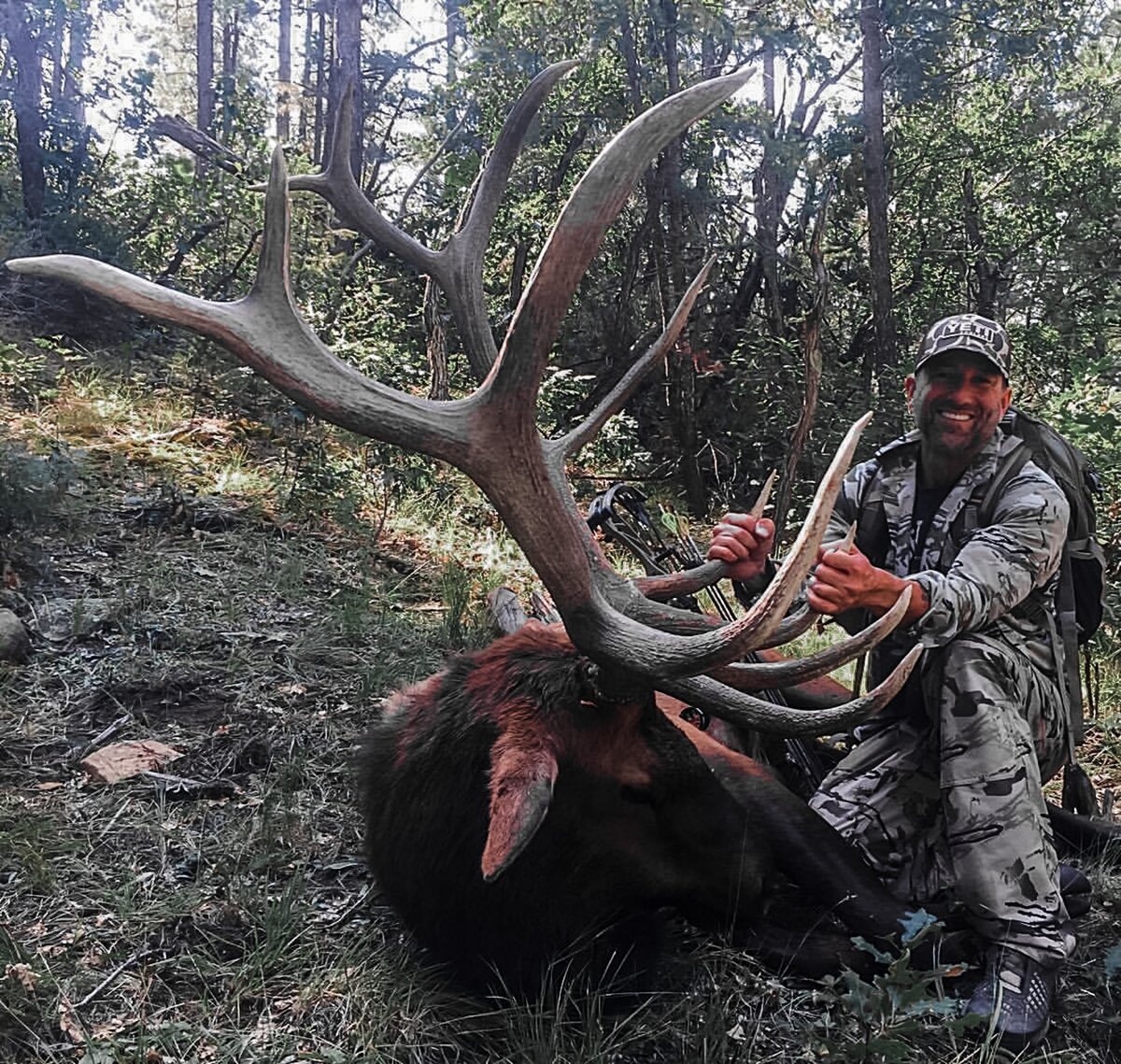 elk bull