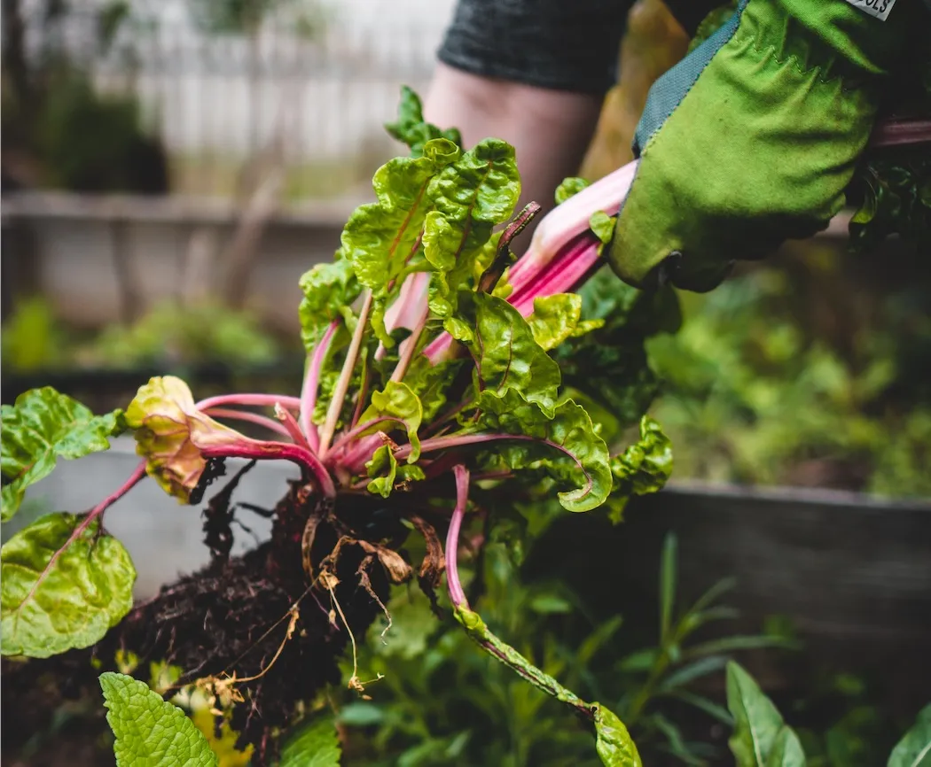 vegetable garden