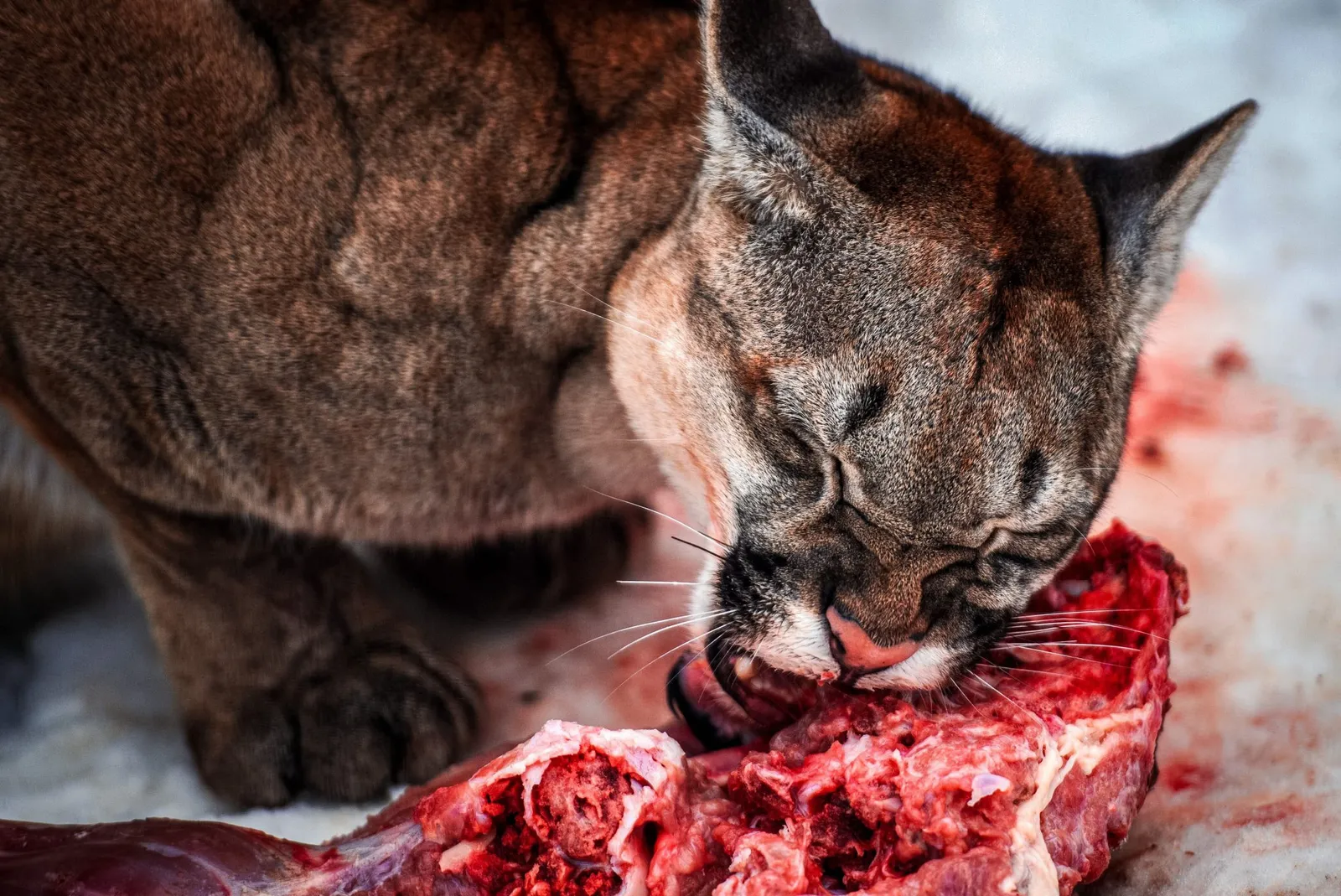 anti-hunting