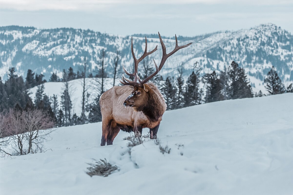 Elk in the Snow