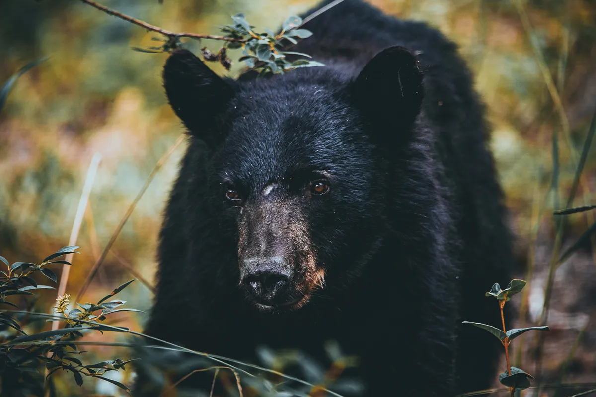 black bear