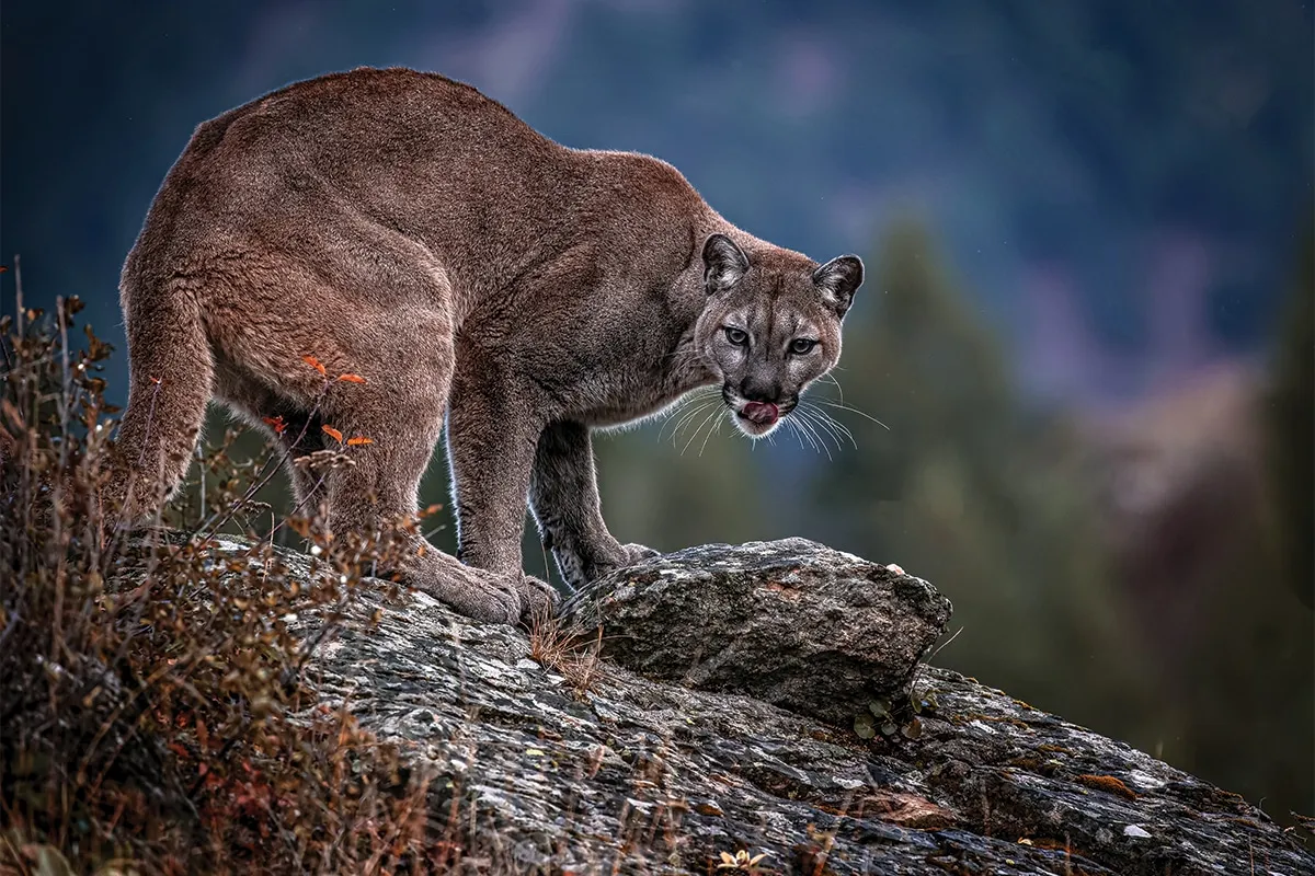 mountain lions texas