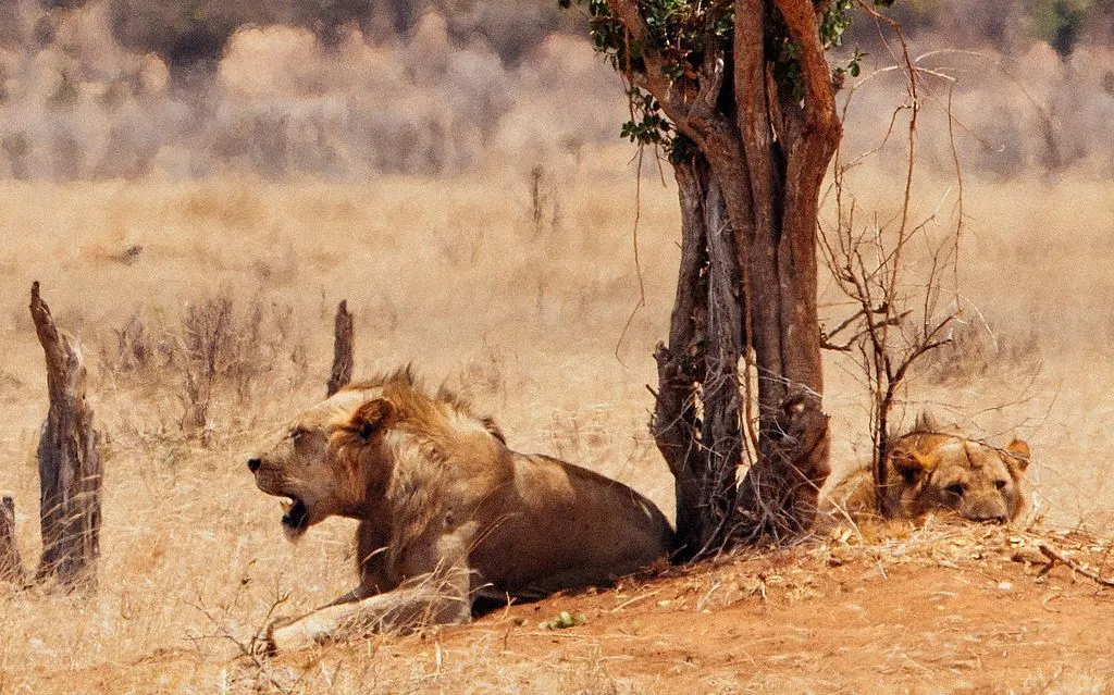 lions of tsavo