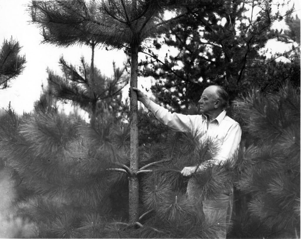 red pines free range american