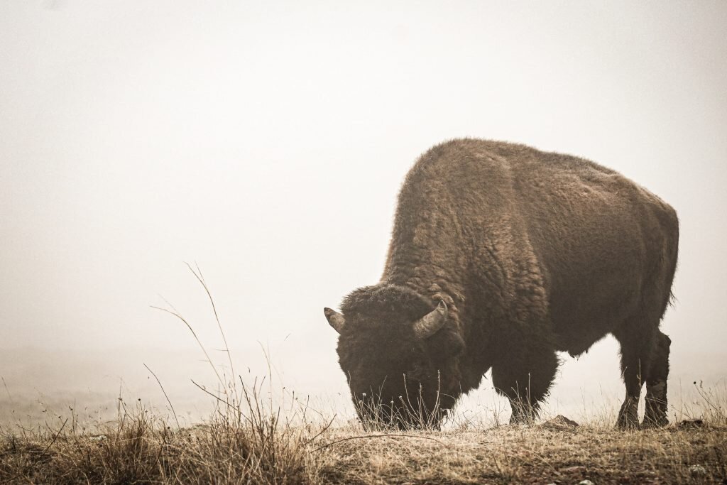bison american buffalo grazing sunset sunrise faded light