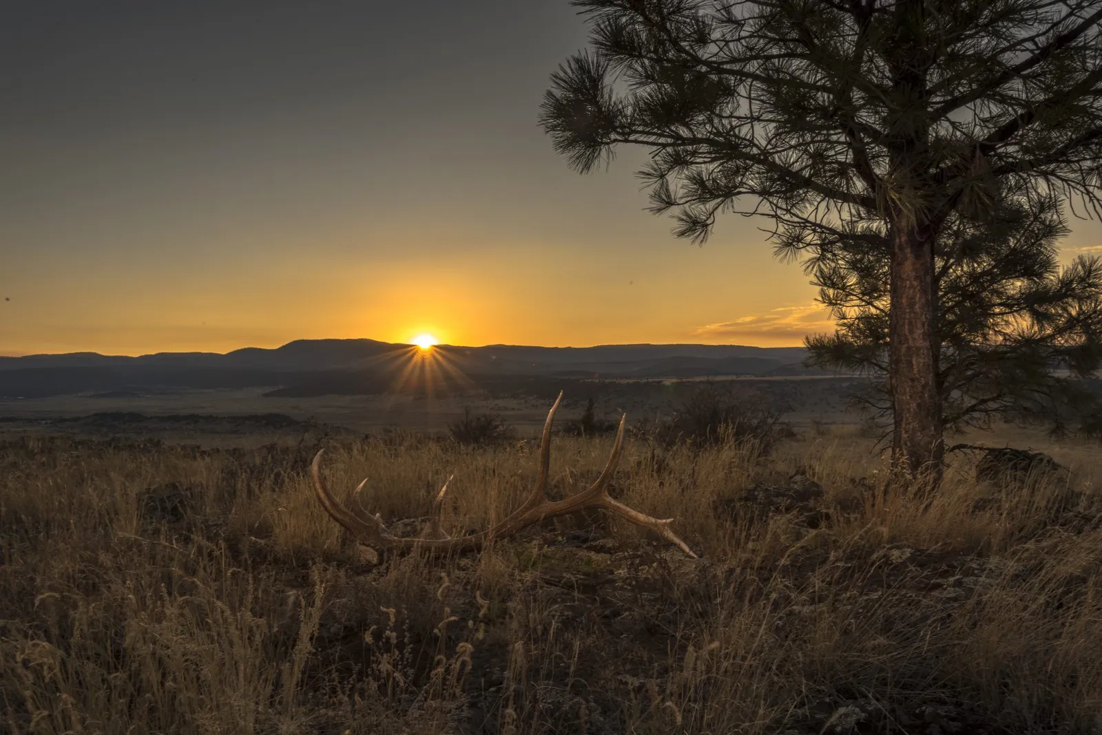 beginner's guide to shed antler hunting