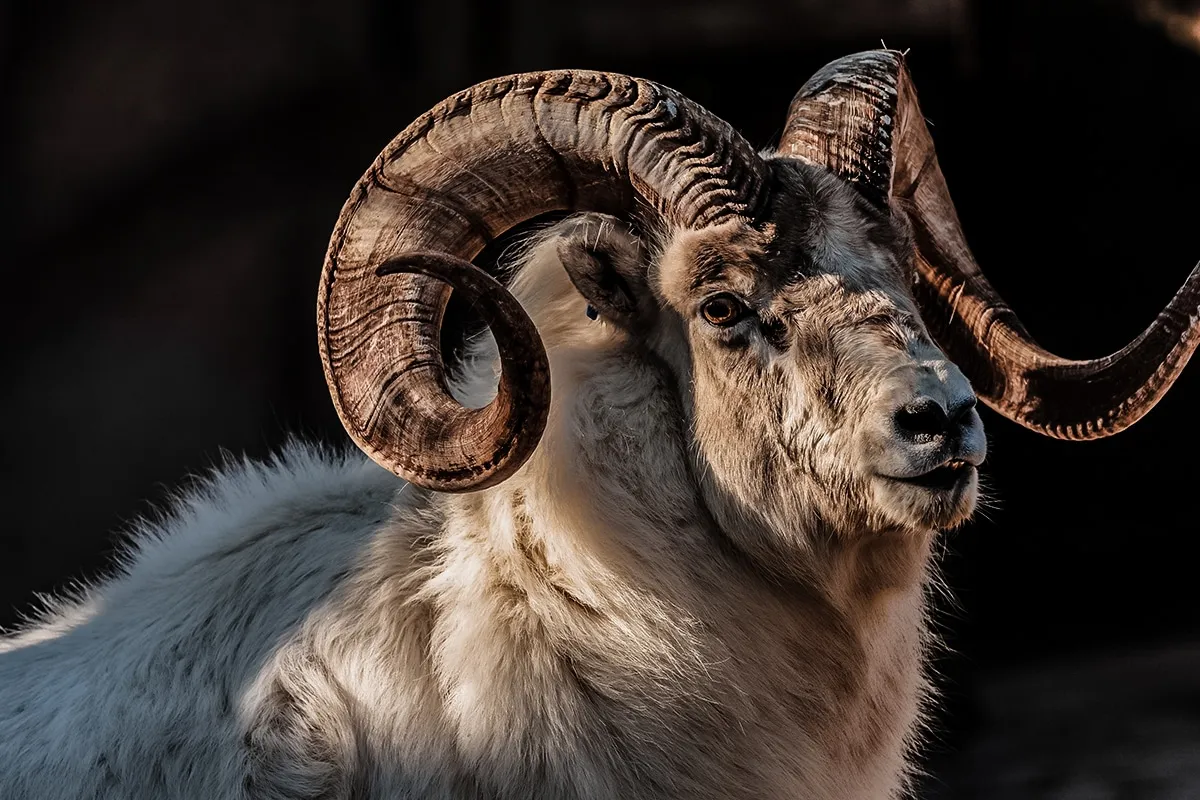 dall sheep