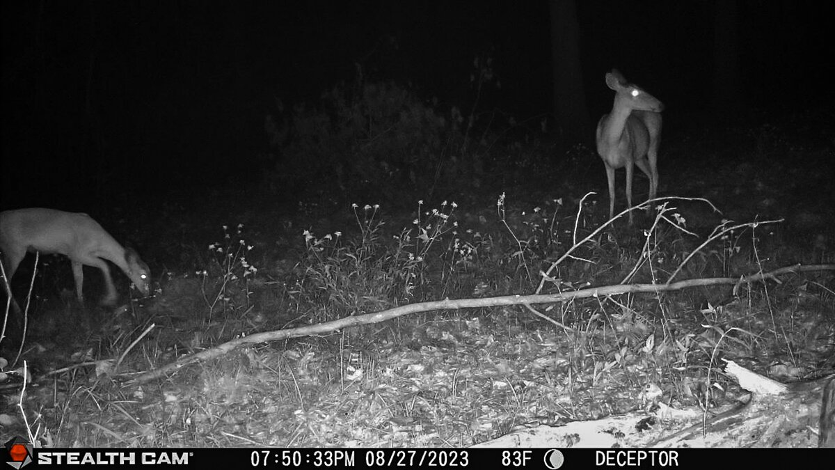 trail cameras