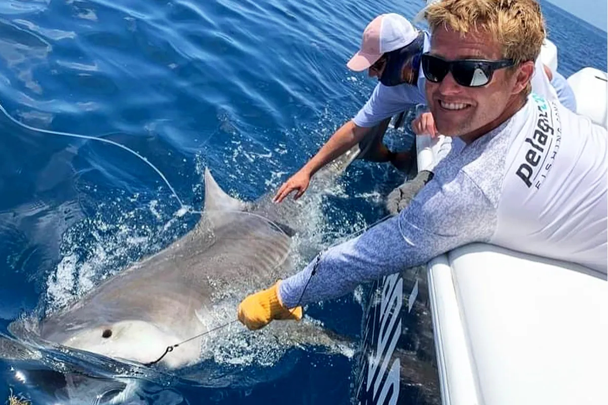 tiger shark florida gulf coast